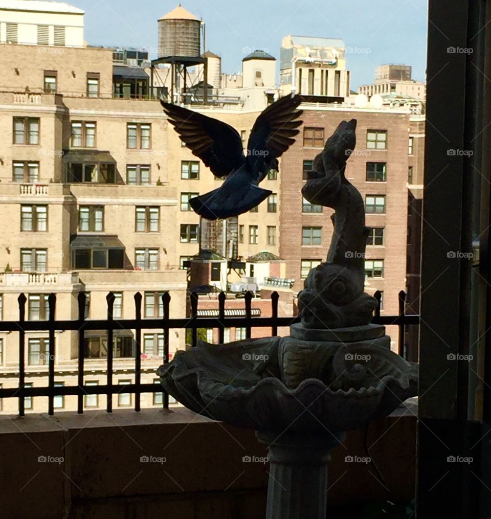 Bird enjoying the city balcony fountain 
