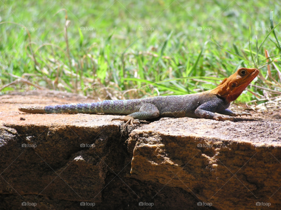 lizard reptile kenya safari by kevsrich