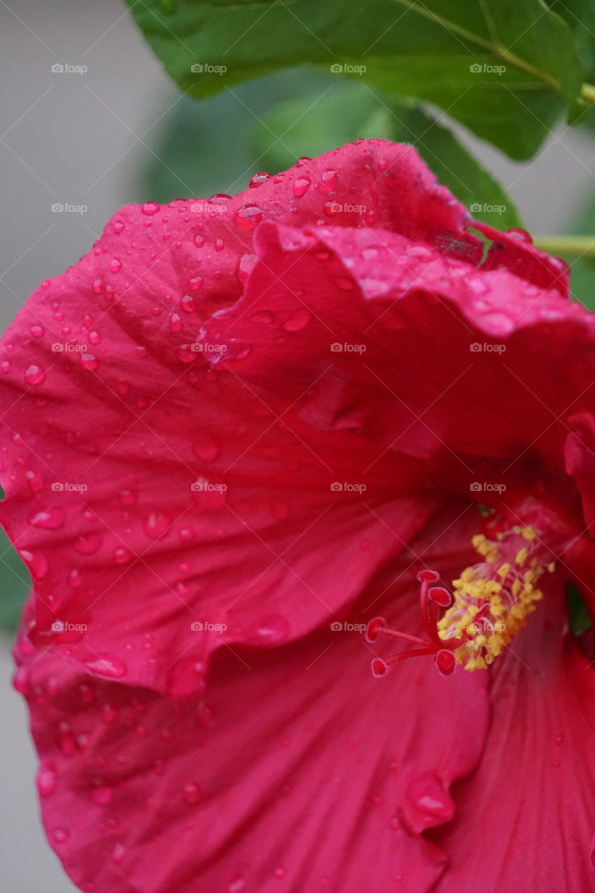 Dew drops on hibiscus petals. 