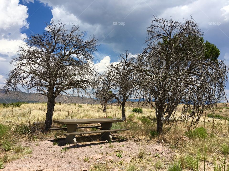 Dead tree picnic
