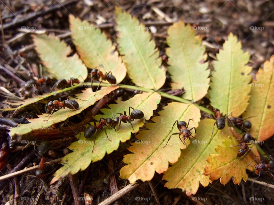 There is an ant hill close to my house.  The weather has been nice so the ants have been very busy and active. I noticed that many ants makes an interesting sound.