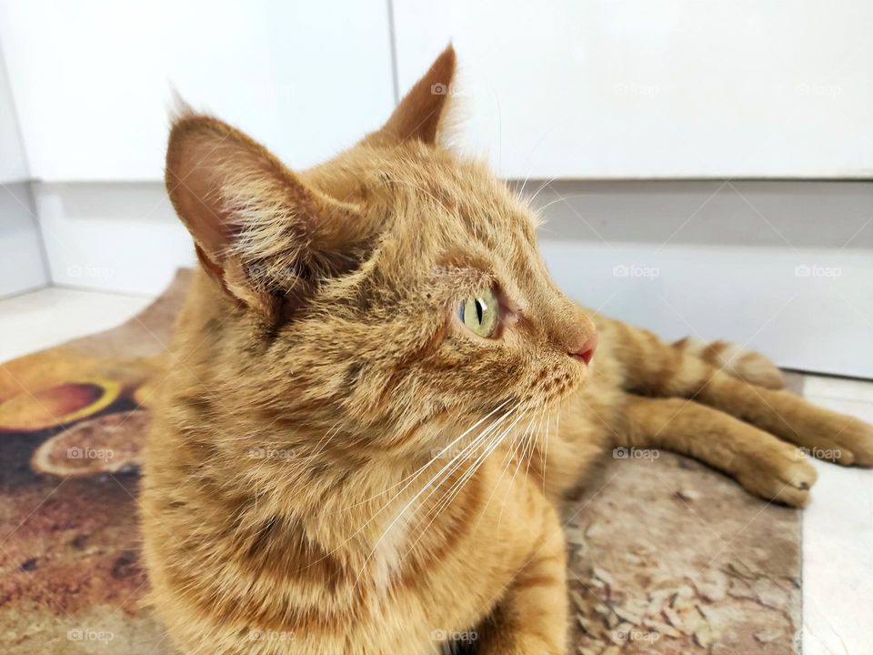 This cat is a mother, with childrens in her loving presence 😍❤️
این گربه یک مادر است، همراه با فرزندانش در وجود عاشقانه
#گربه #عشق #مادر #فرزند #زندگی #پشتیبان
#cat #love #mother #life #support
این تصویر با موبایل عکاسی شده است 🐈