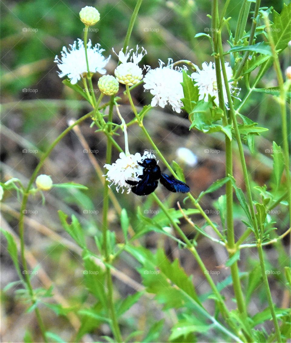 Bee on white flowers 