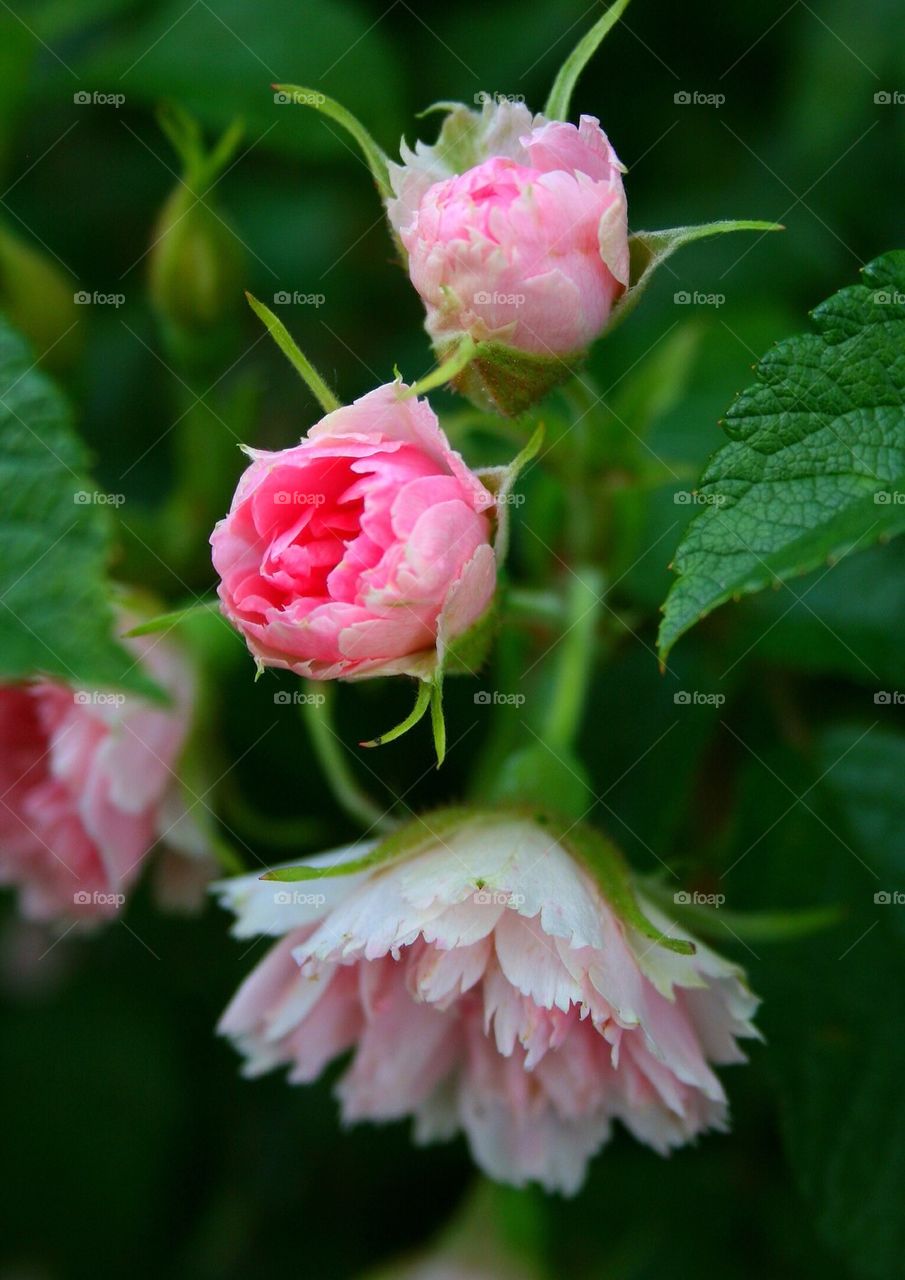 Rose Buds