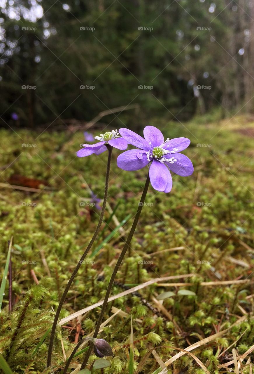 Hepatica