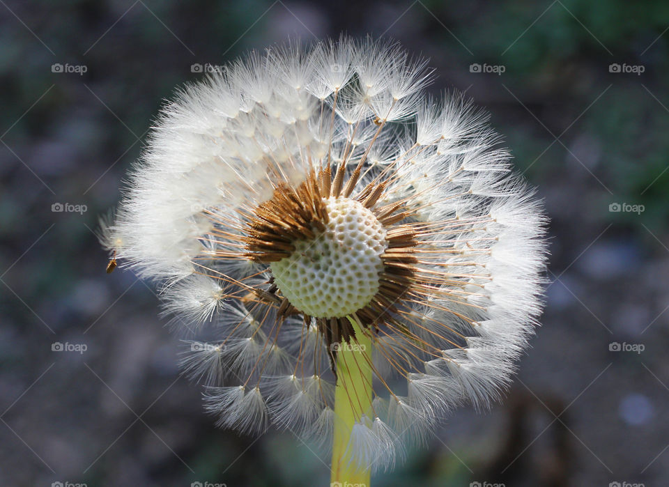 Dandelion head