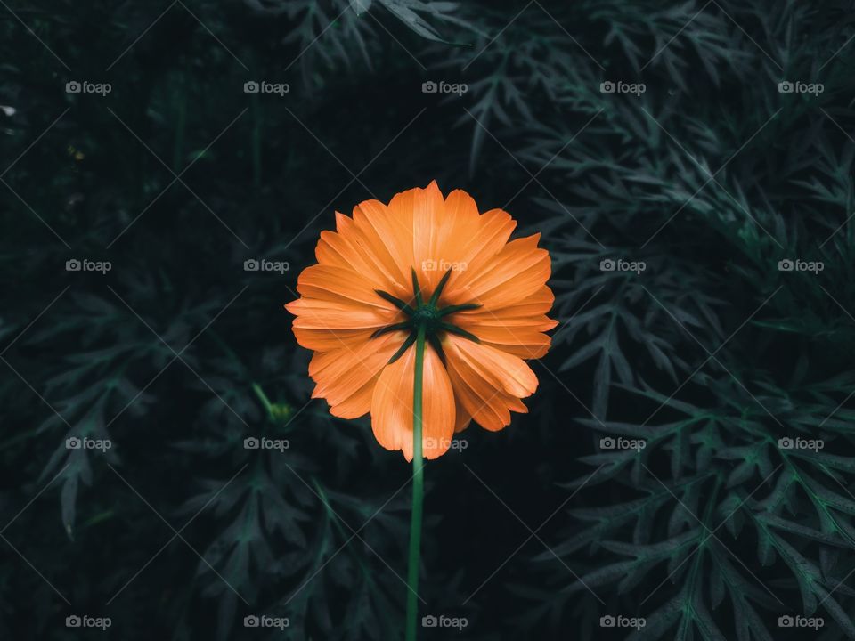 The orange cosmos flower is blooming