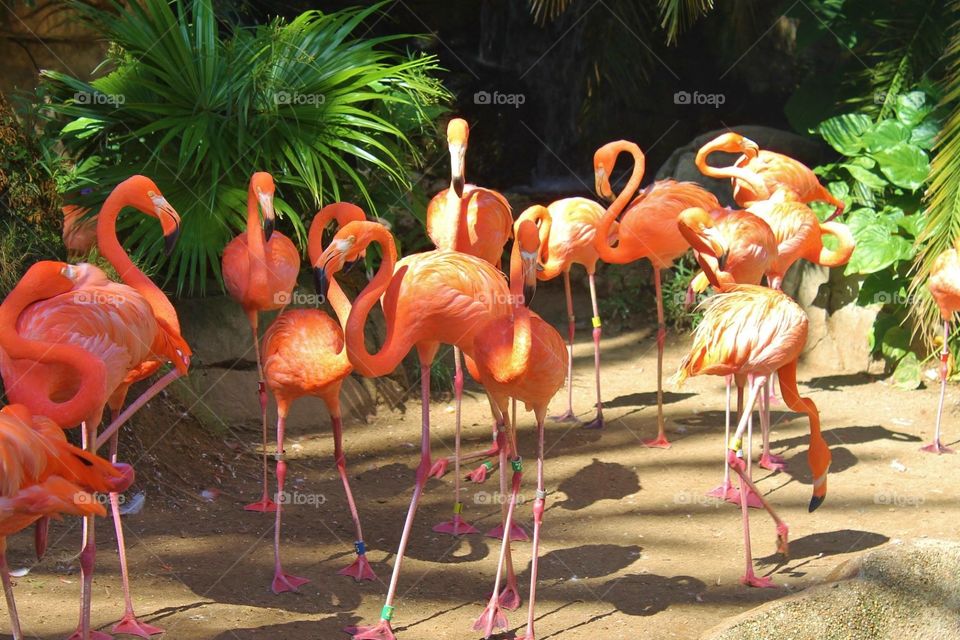 Flamingos