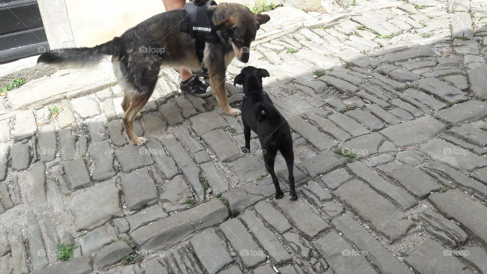 spring walk with dog