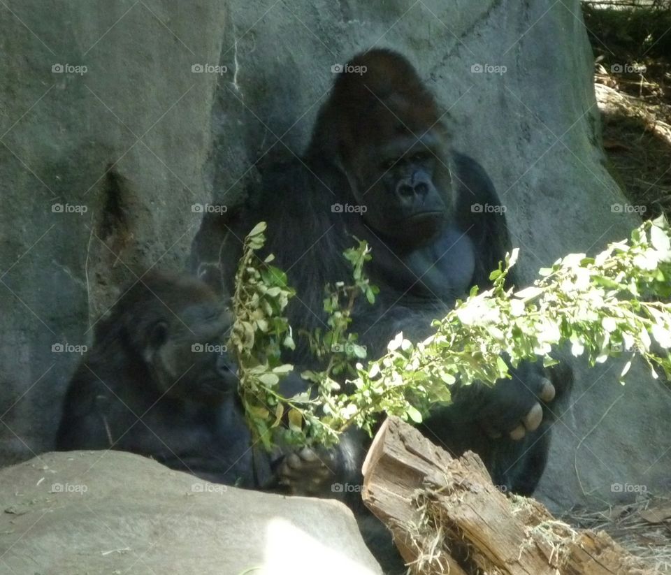 This is the sad face of a caged Gorilla who hasn’t been able to spend time in his own habitat and converse with others of his kind.