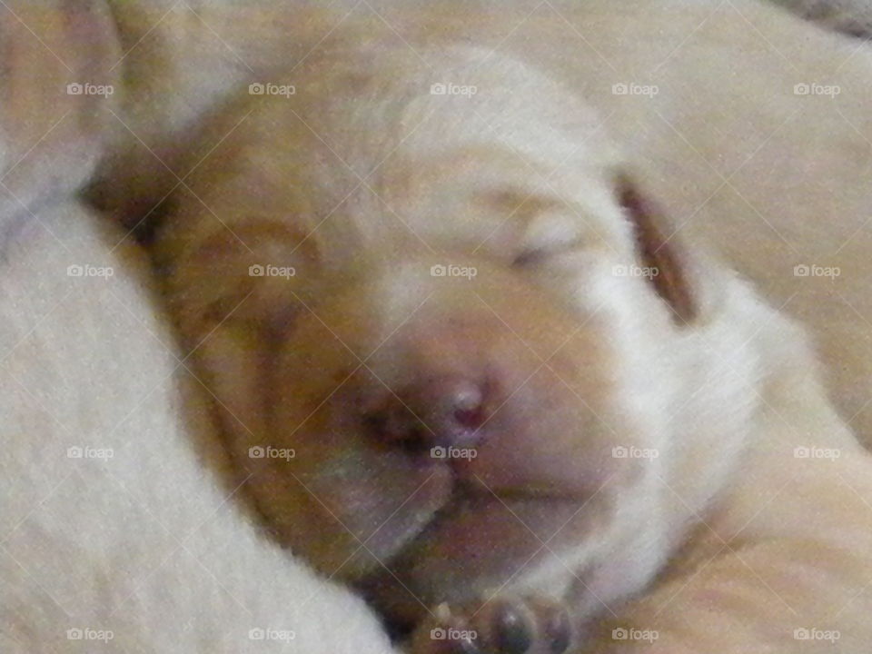 Sleeping newborn puppy
