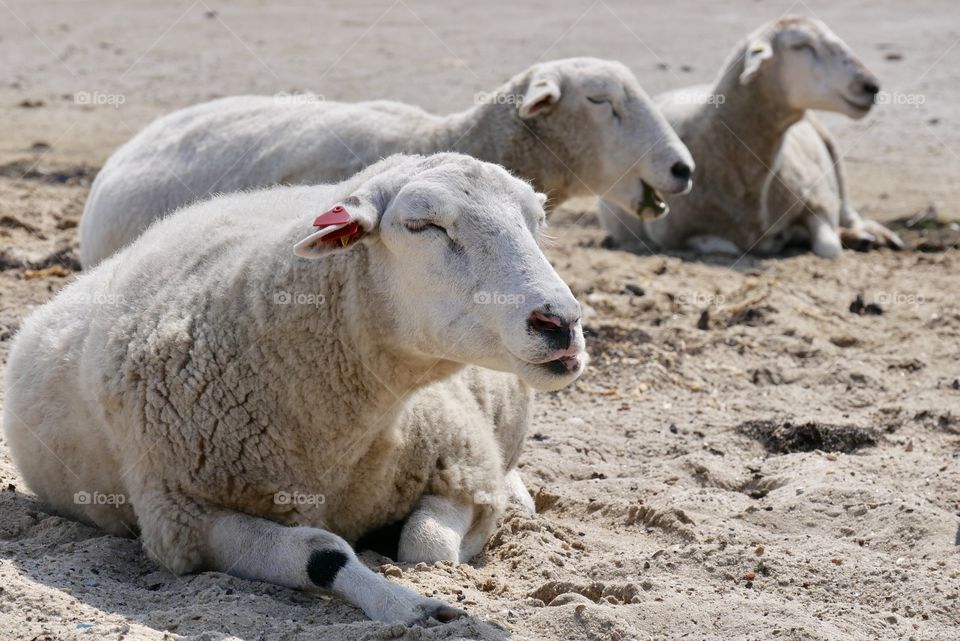 relaxed sheep on the beach „ North Sea , Sylt“