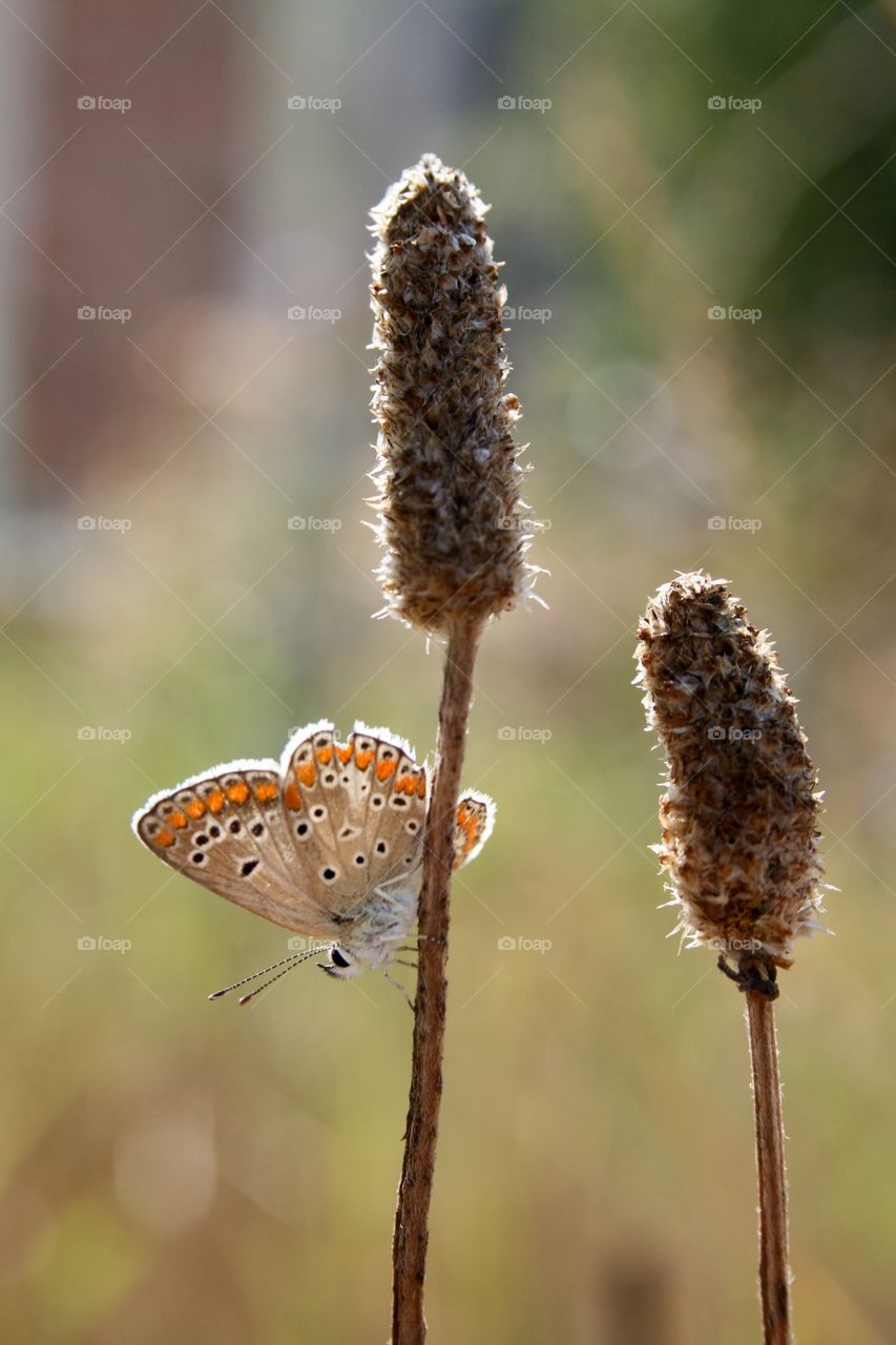 Butterfly perching on dry flower