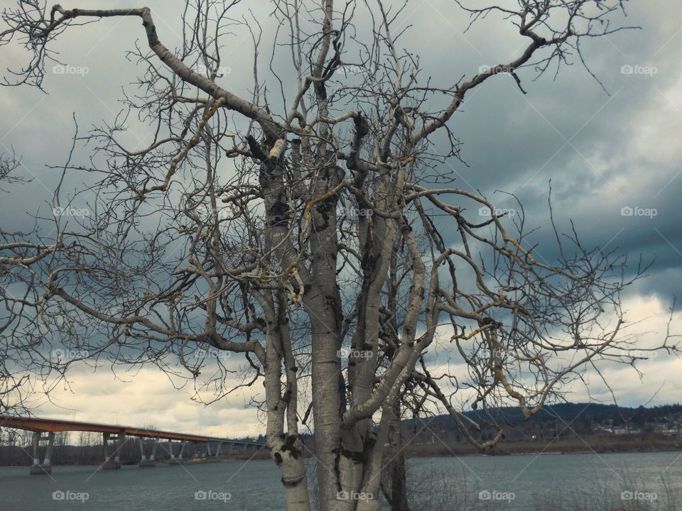 Birch Tree by the Fraser River 