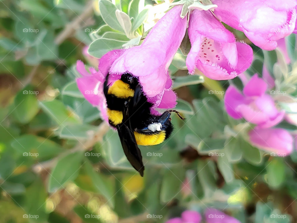 Lovely view of a fuzzy bright bold yellow and black striped bumble bee with it's face inside of a pink cenizo flower for pollination.  Pink,  green,  yellow and black colors beautifully contrasting.