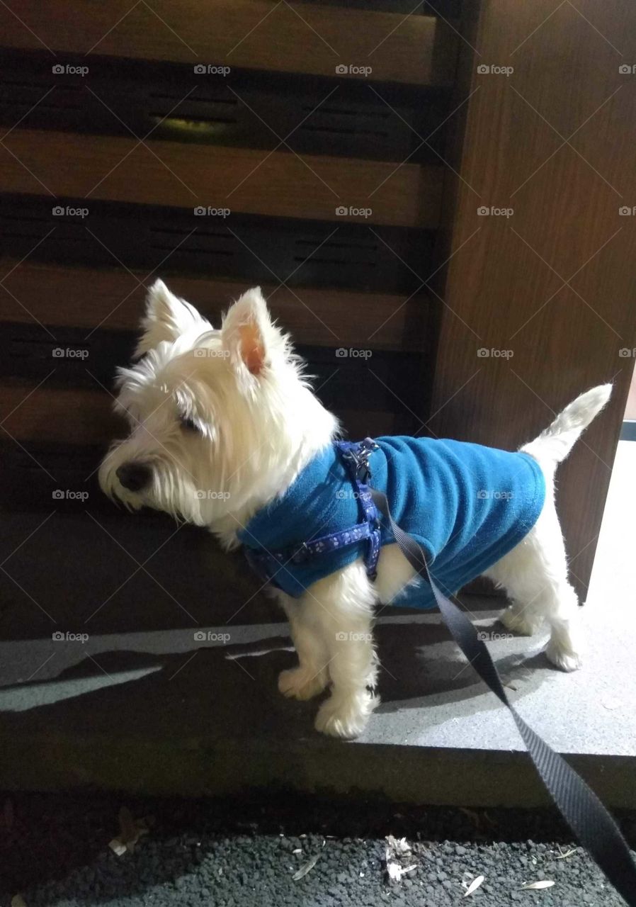 Dog with jacket