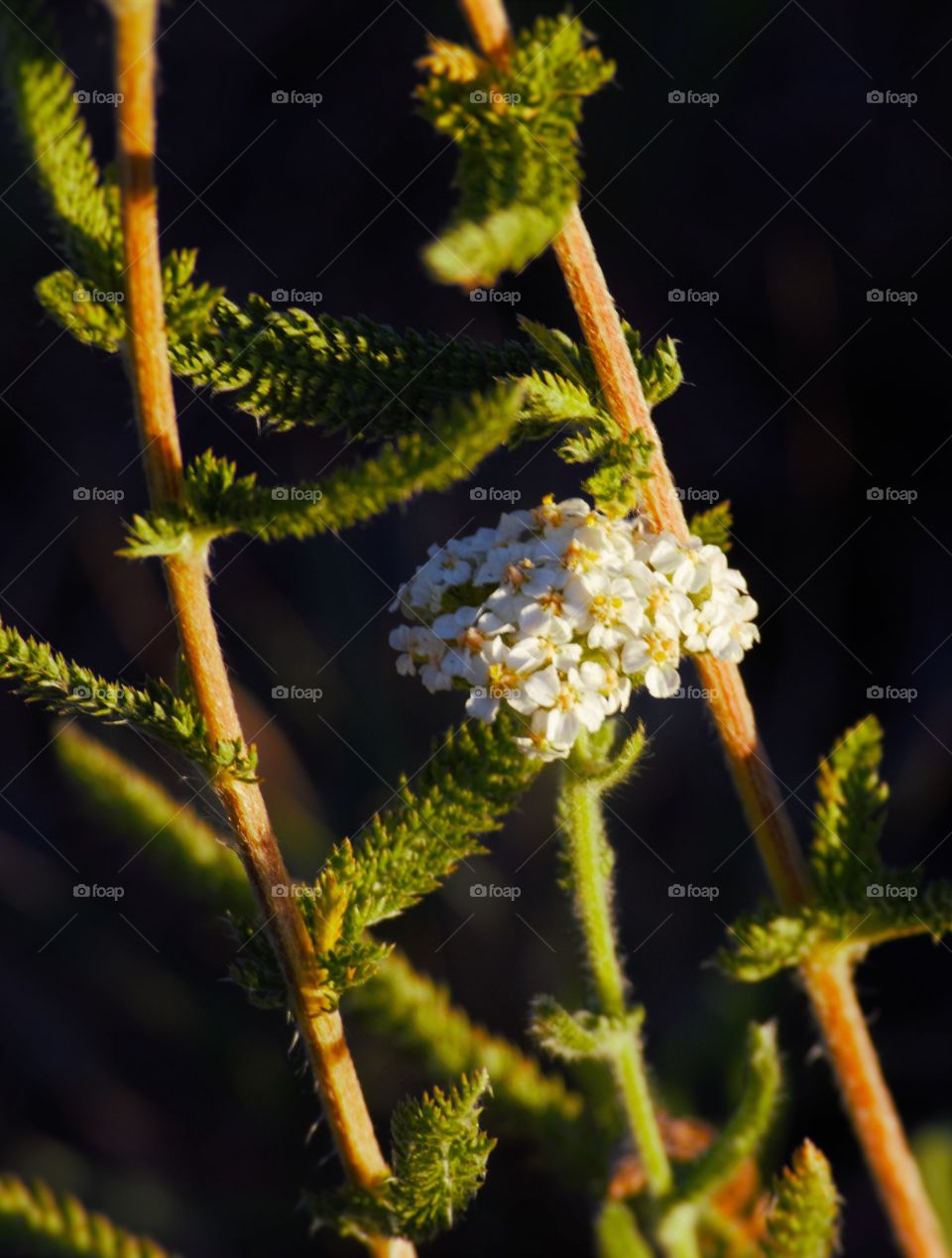 white flowers