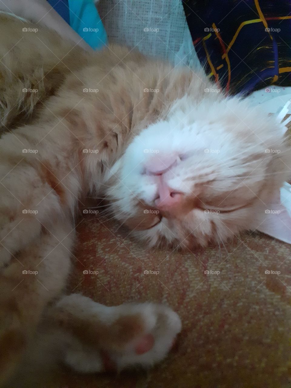сладкий сон у кошке