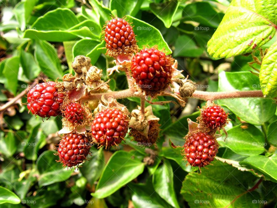 fruit