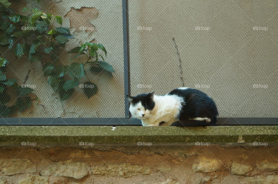 Un gato callejero