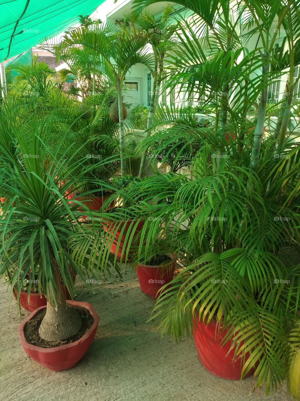 green plant shurb small in size fresh seasonal looking very beautiful generally found everywhere