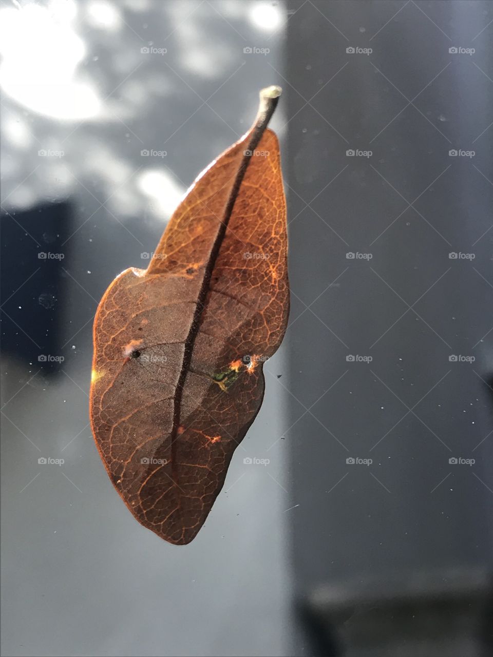 Leaf