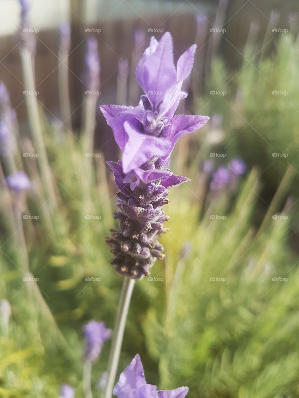 lavender close up