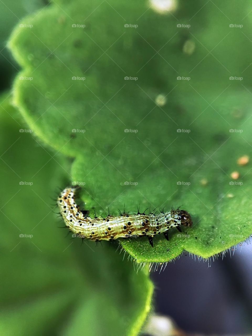 Macro photo of a caterpillar sitting on the flower
