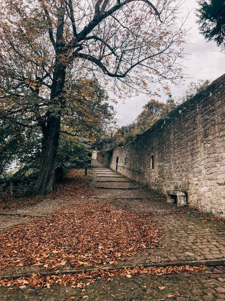 A row of trees with black trunks and many fallen leaves on a small stones road , next to it is a old wall stone and mossy 