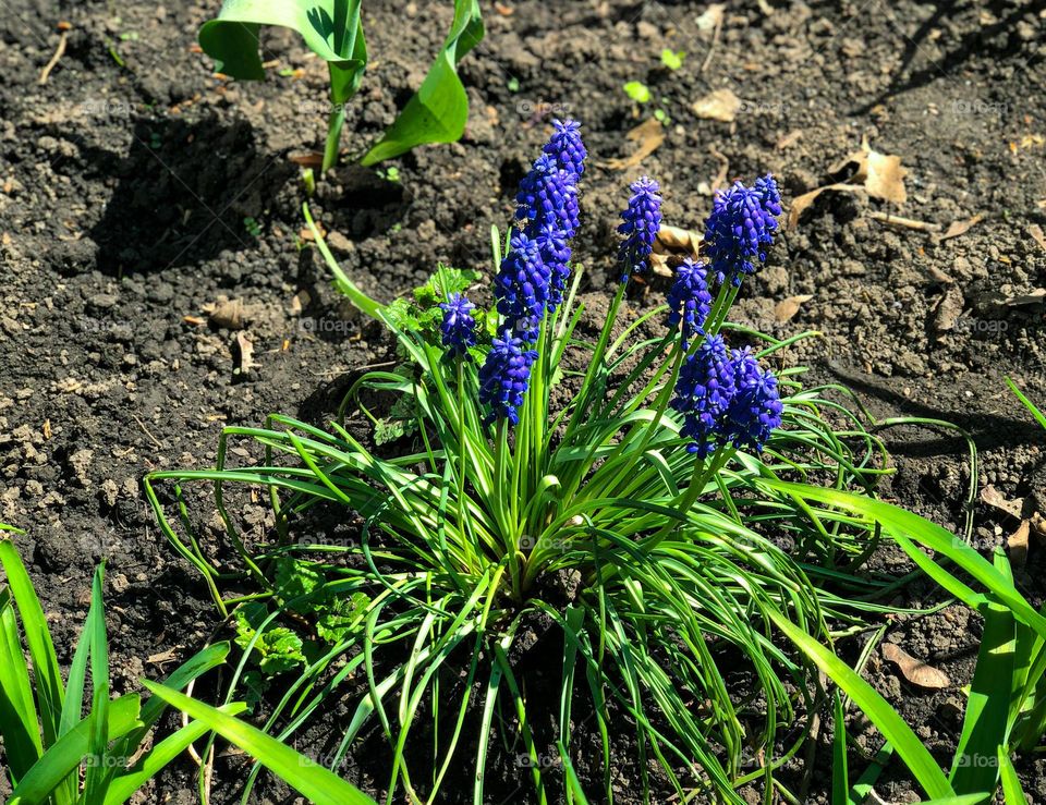 purple flower in the flower bed