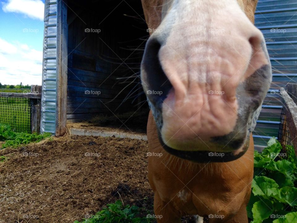 Horse Nose Close Up White Black on Sides. Horse Standing outside barn   I got great Close Up of Nose   Stood right there on path near garden   Field on other side with blue sky   Softest nose of any animal I've touched   Huge love   Family pet   Blue barn
