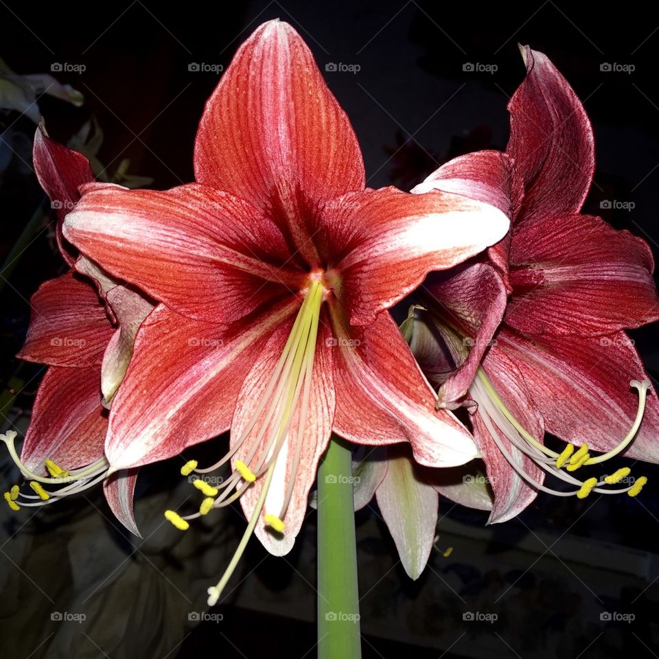 Amaryllis 