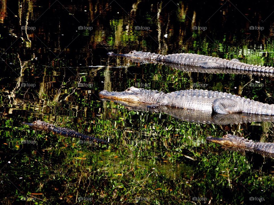 Everglades alligators
