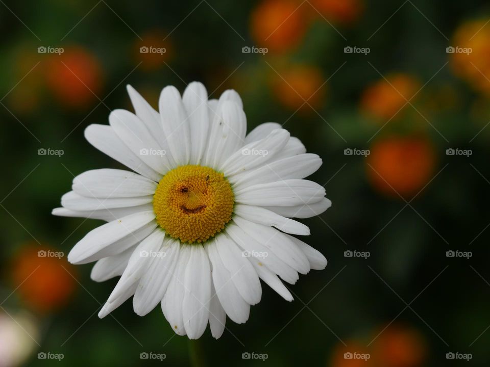Smiling daisy flower