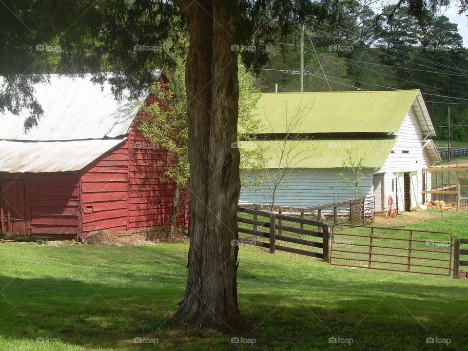 Barn pasture tree