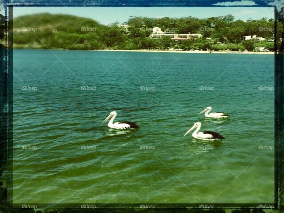 Pelicans on Currumbin Creek