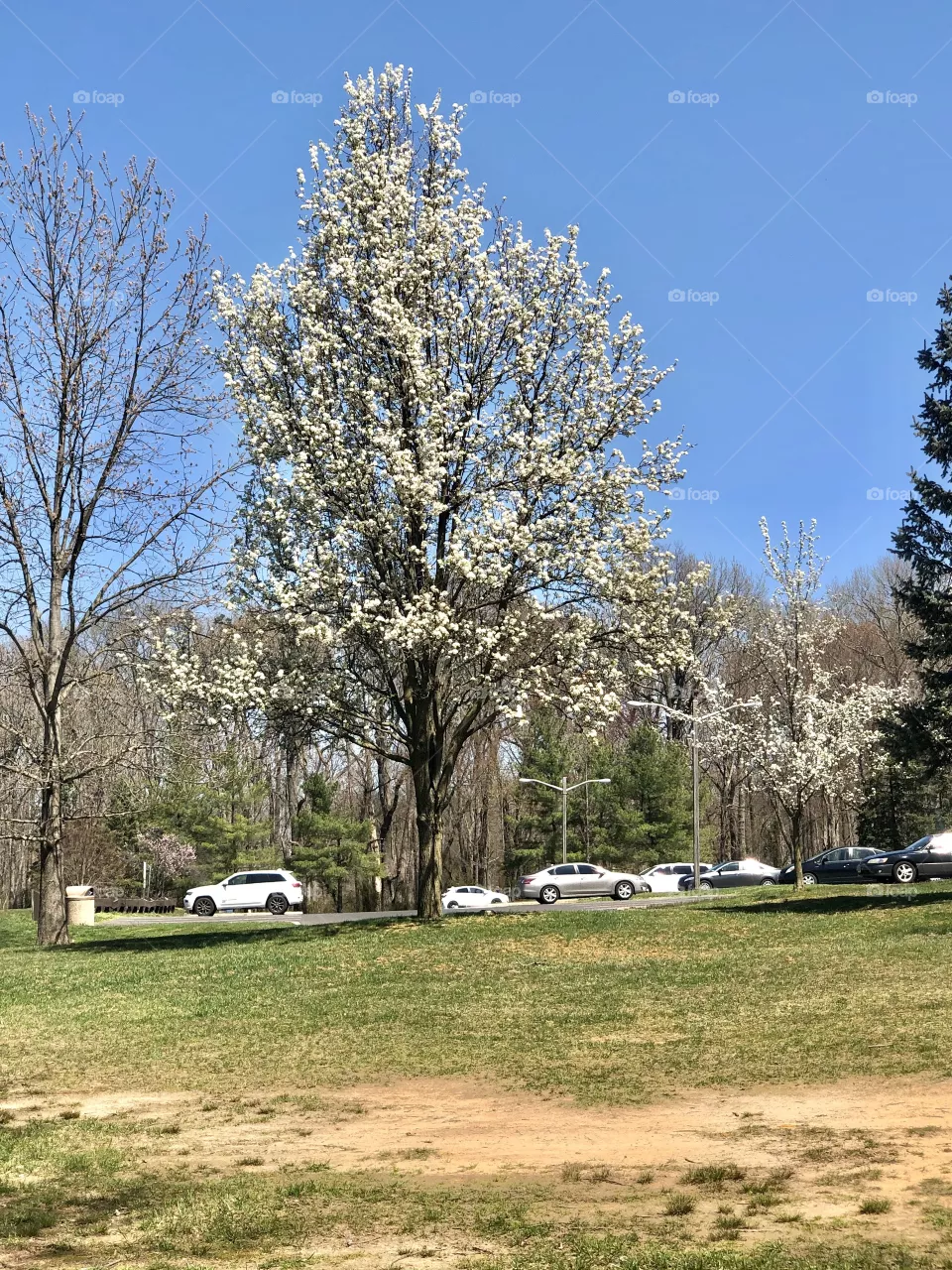 Cherry blossom tree