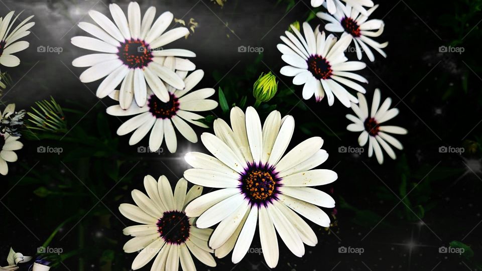 Close-up of white flower