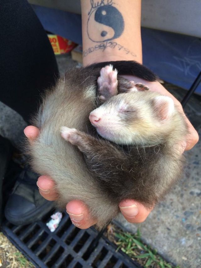 Ferret 