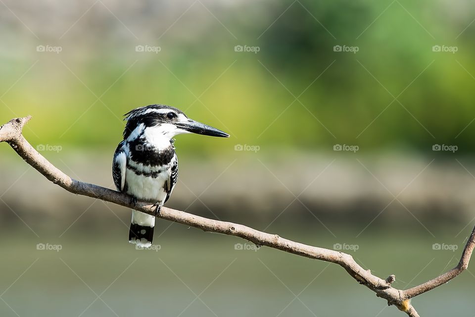 Pied Kingfisher 