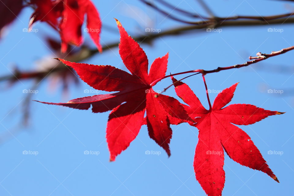 Red maple leafs and blue sky