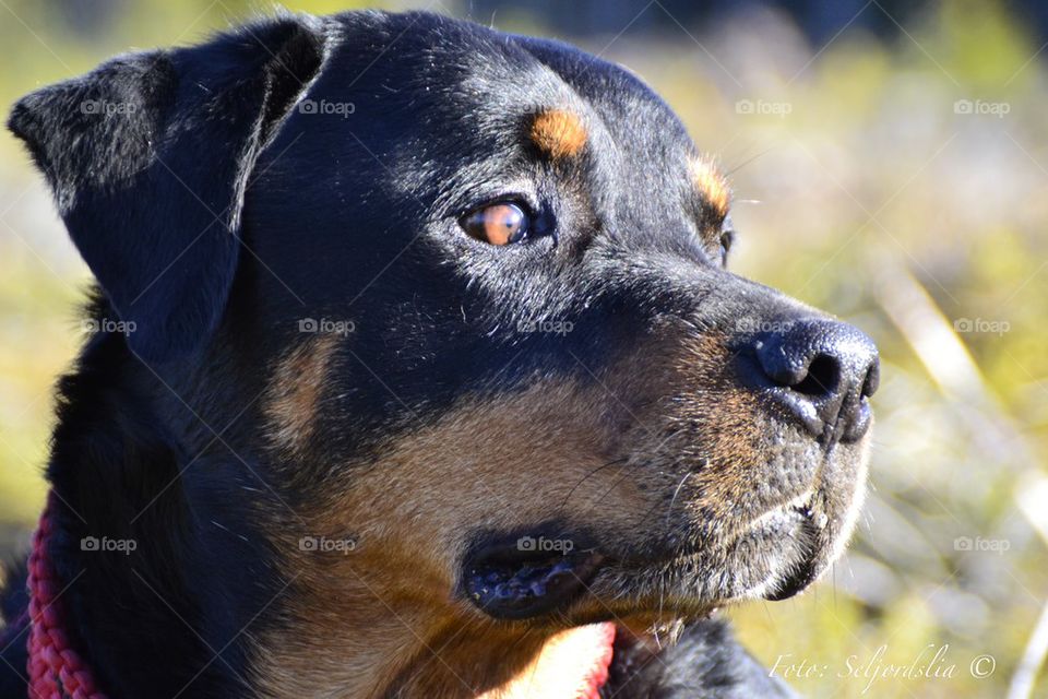 Rottweiler