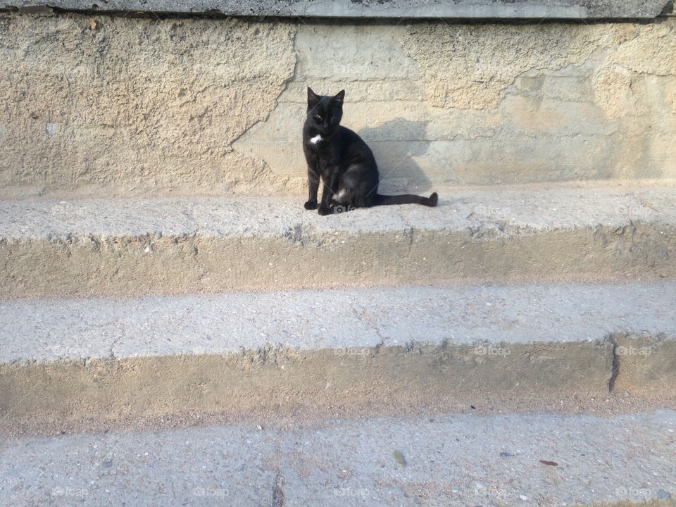 Street, Wall, Mammal, Architecture, Stone