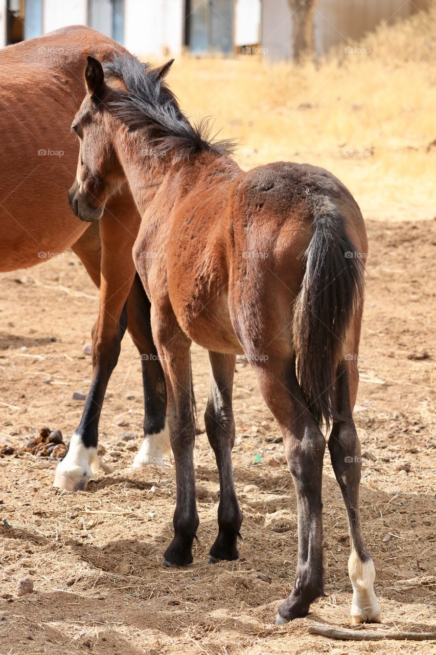 Wild American Mustang Colt with its mother