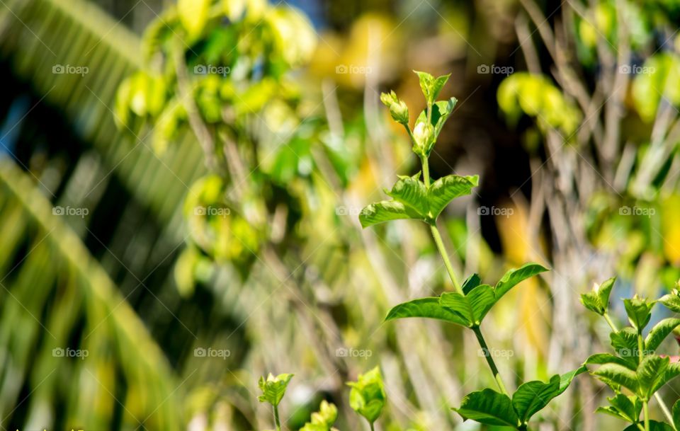 wedelia biflora