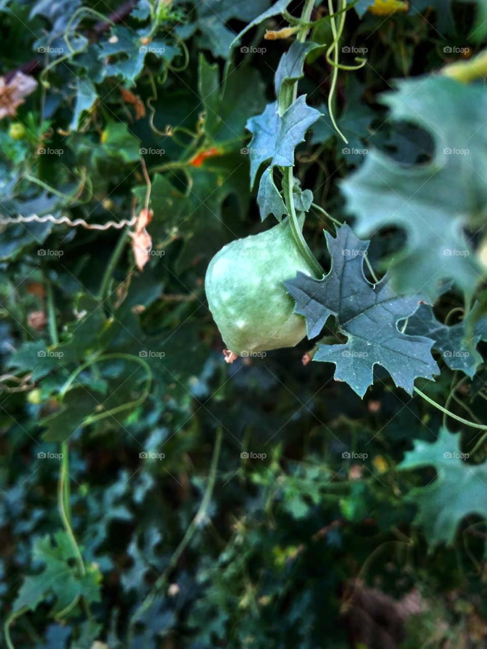 Little bitter gourd
