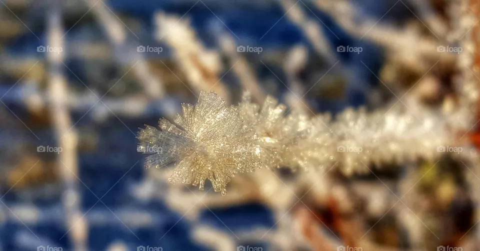 Icy branch