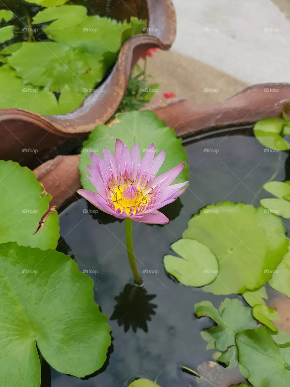 Lotus in the garden