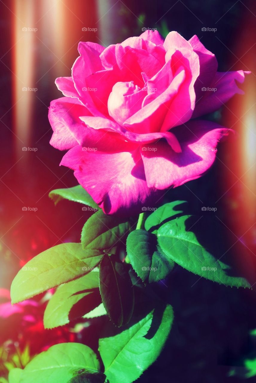 Pink rose