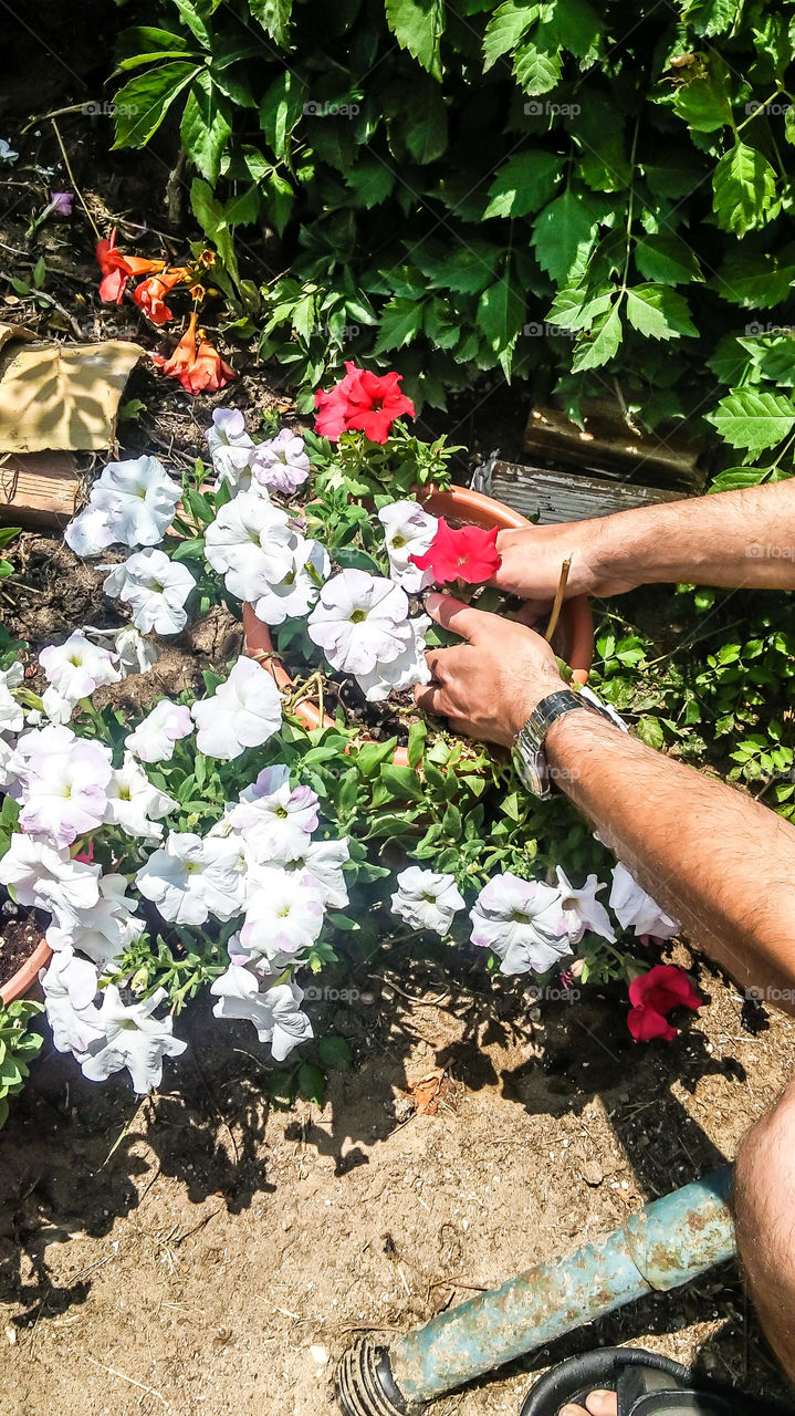 gardening close-up